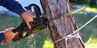 How Our Tree Care Process Works  in  Rocky Ford, CO