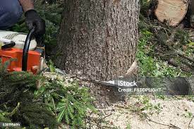 How Our Tree Care Process Works  in  Rocky Ford, CO